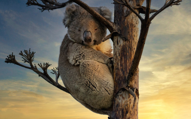 Koala tree sunset beach ocean free wallpaper for desktop - medium preview image