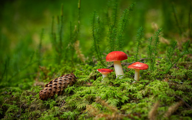 Mushrooms green field foliage forest free wallpaper for desktop - medium preview image