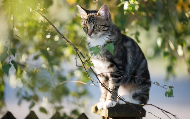 Cat fence green collar tree free wallpaper for desktop - medium preview image