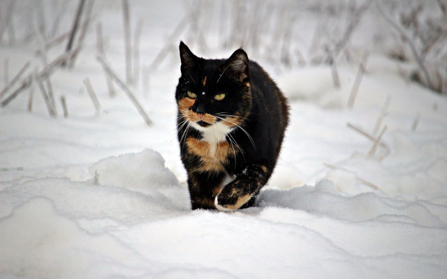 Cat snowy woods blurry winter free wallpaper for desktop - medium preview image