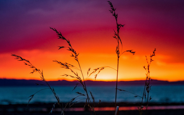 Sunset ocean plants pink orange free wallpaper for desktop - medium preview image