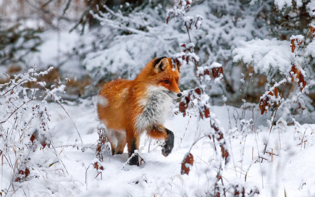 Red fox snowy forest blood free wallpaper for desktop - medium preview image