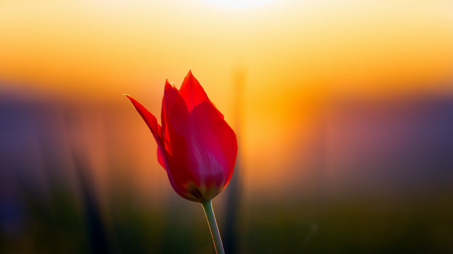 Red flower yellow sky macro free wallpaper for desktop - medium preview image