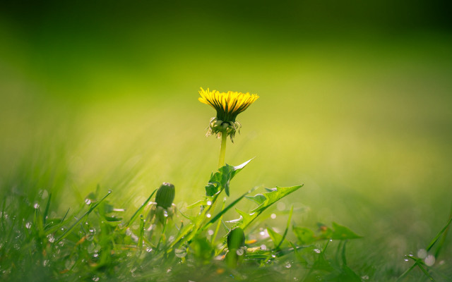 Dandelion dew grass macro nature free wallpaper for desktop - medium preview image