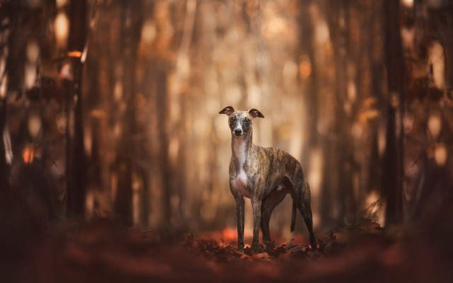 Deer forest light shining blurry free wallpaper for desktop - medium preview image