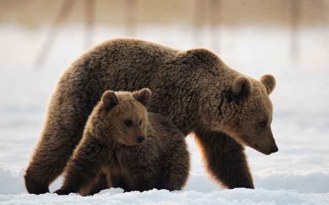 Mother bear cub snow trees free wallpaper for desktop - medium preview image