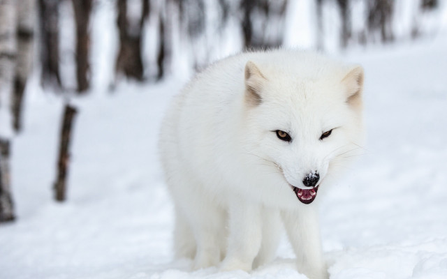 White wolf snowy woods furry free wallpaper for desktop - medium preview image