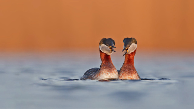 Two birds swimming water open free wallpaper for desktop - medium preview image