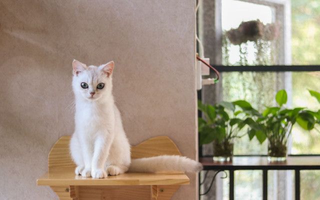 White cat shelf window plant free wallpaper for desktop - medium preview image