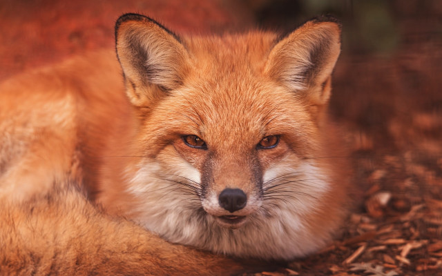 Fox closeup eyes open nose free wallpaper for desktop - medium preview image