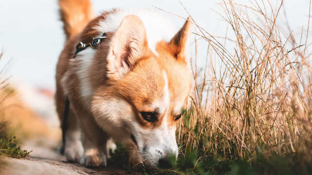 Dog grass searching blurry depthoffield free wallpaper for desktop - medium preview image