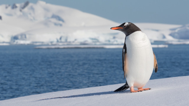 Penguin snowy hill icebergs ocean free wallpaper for desktop - medium preview image