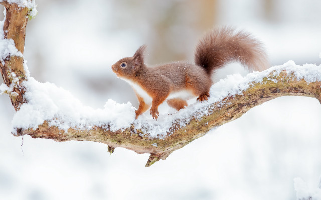 Squirrel branch snow nature tiltshift free wallpaper for desktop - medium preview image