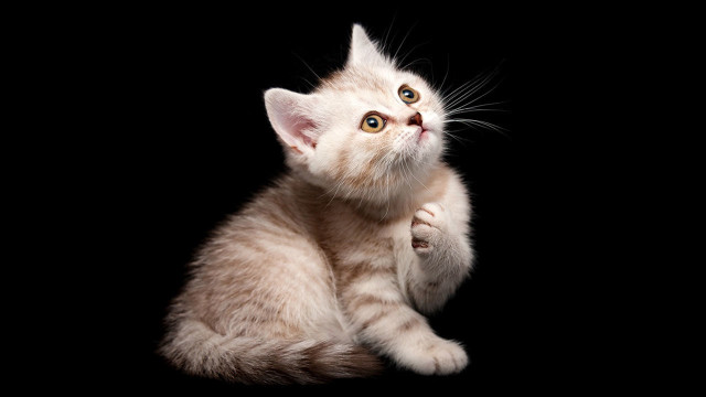 Small kitten looking up paws free wallpaper for desktop - medium preview image
