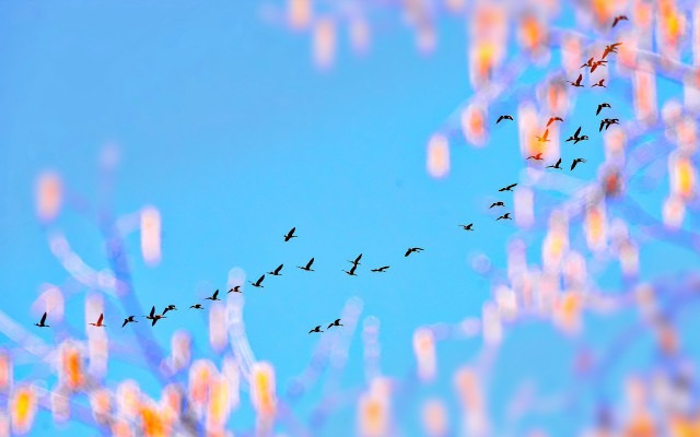 Flock birds blue sky tiltshift free wallpaper for desktop - medium preview image