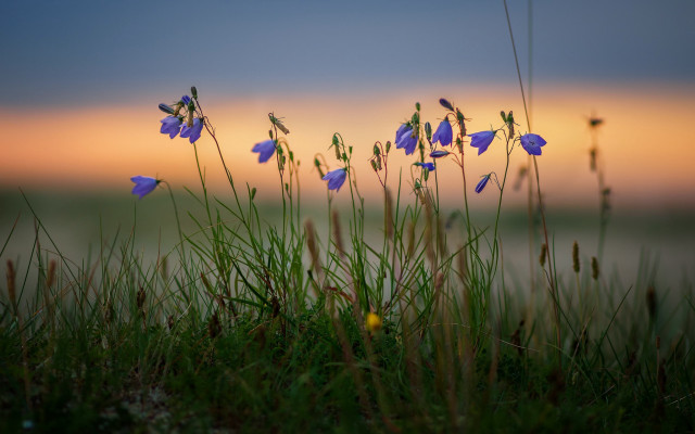 Blue flower field sunset nature free wallpaper for desktop - medium preview image