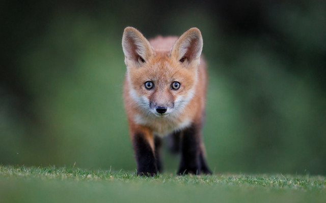 Small fox woods curious blue free wallpaper for desktop - medium preview image