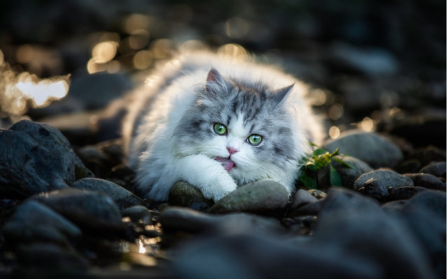 Cat green eye rock portrait free wallpaper for desktop - medium preview image