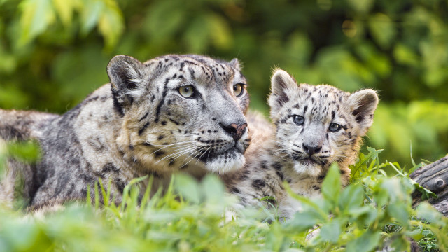 Snowleopards grass nature photorealistic bokeh free wallpaper for desktop - medium preview image