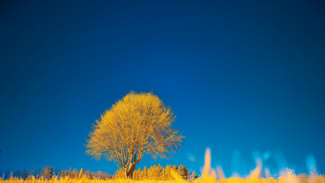 Lone tree field yellow grass free wallpaper for desktop - medium preview image