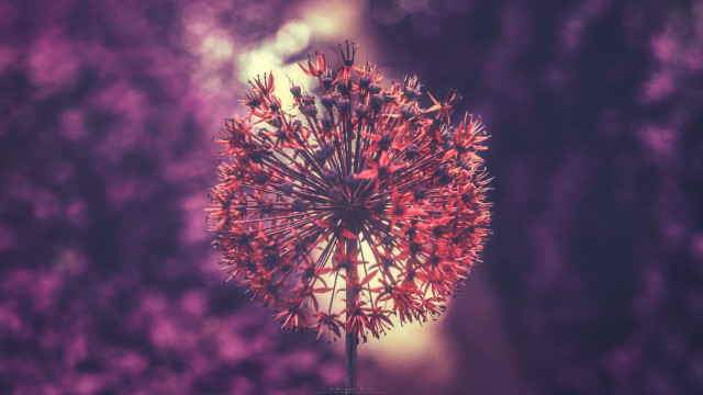 Flower closeup blurry background purple free wallpaper for desktop - medium preview image