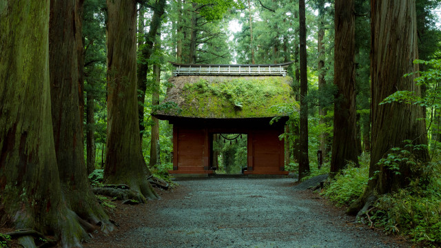 Forest path tiltshift kyoto shrine free wallpaper for desktop - medium preview image