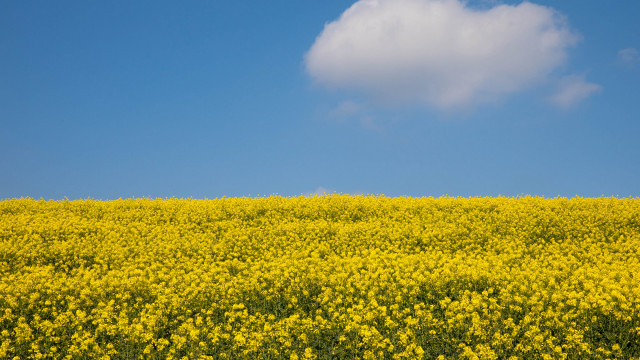 Yellow flower field cow blue free wallpaper for desktop - medium preview image