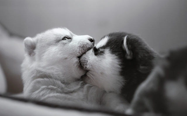 Dog kissing bed blackandwhite shiba free wallpaper for desktop - medium preview image