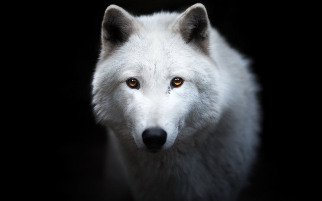White wolf yellow eyes black free wallpaper for desktop - medium preview image