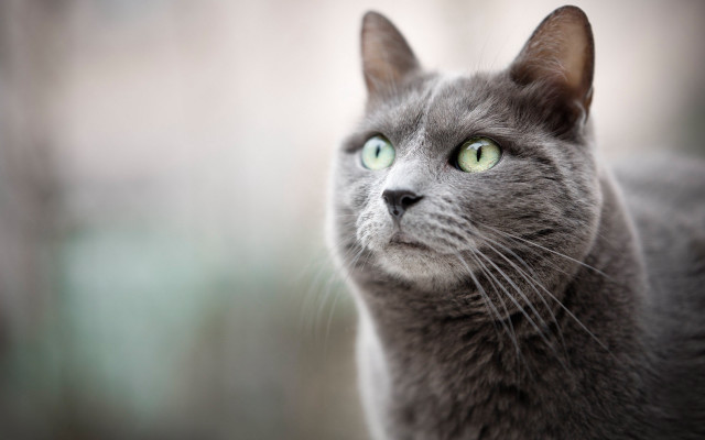 Gray cat green eyes blurry free wallpaper for desktop - medium preview image