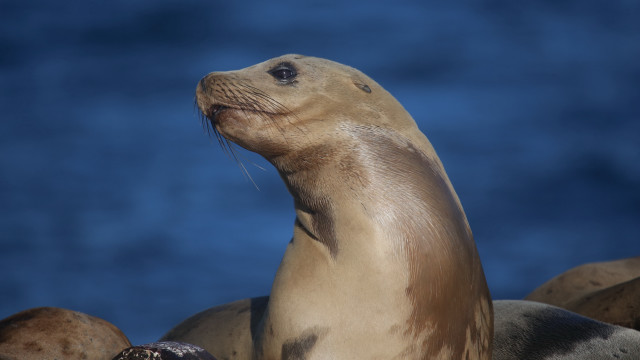 Seal rocks blue sky animal free wallpaper for desktop - medium preview image