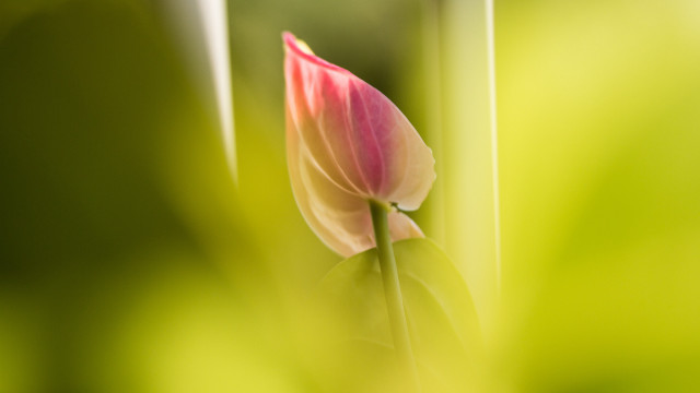 Pink flower center green blur free wallpaper for desktop - medium preview image