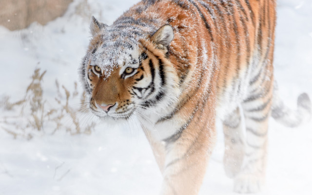 Tiger snow winter zoo enclosure free wallpaper for desktop - medium preview image