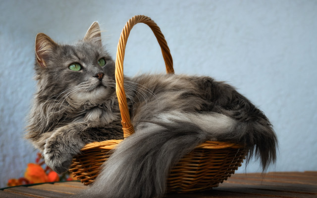 Cat basket long tail table free wallpaper for desktop - medium preview image