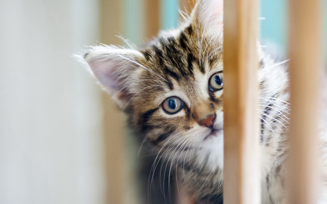 Kitten fence blue eyes white free wallpaper for desktop - medium preview image