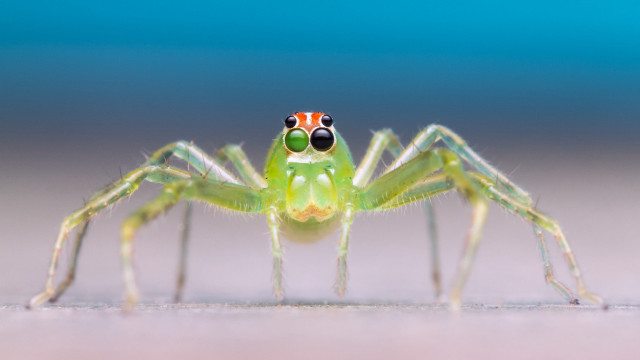 Green spider red white stripe free wallpaper for desktop - medium preview image