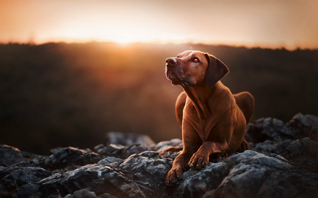 Dog rock sunset mountain sky free wallpaper for desktop - medium preview image