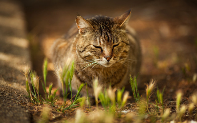 Cat walking through grass blurry free wallpaper for desktop - medium preview image
