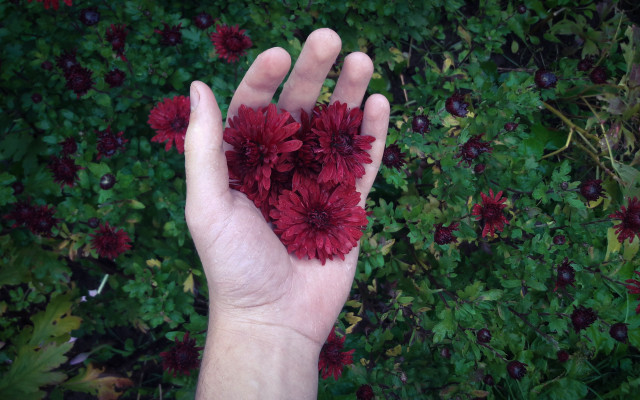 Hand red flowers green leaves free wallpaper for desktop - medium preview image