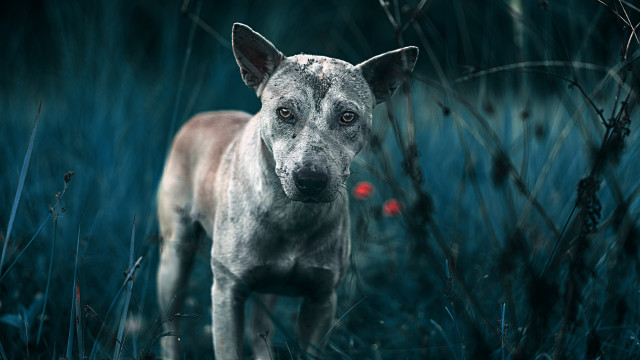 Dog field flower black background free wallpaper for desktop - medium preview image