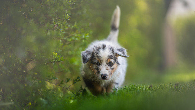 Dog running field bushes blurry free wallpaper for desktop - medium preview image