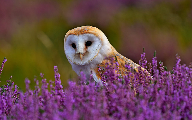 Owl purple flower field blurry #2 free wallpaper for desktop - medium preview image