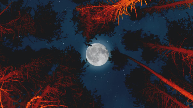 Full moon stars trees autumn free wallpaper for desktop - medium preview image