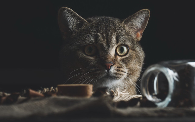 Cat glass jar cloth animal free wallpaper for desktop - medium preview image