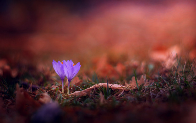 Purple flower grass autumn blurry free wallpaper for desktop - medium preview image
