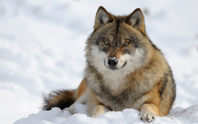 Wolf snowy sad eyes nature free wallpaper for desktop - medium preview image