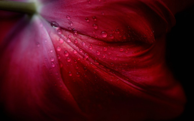 Red flower water droplets macro #15 free wallpaper for desktop - medium preview image