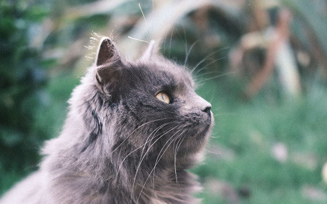 Cat looking up blurry background #3 free wallpaper for desktop - medium preview image