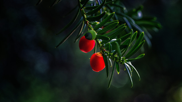Tree berry branch leaf macro free wallpaper for desktop - medium preview image