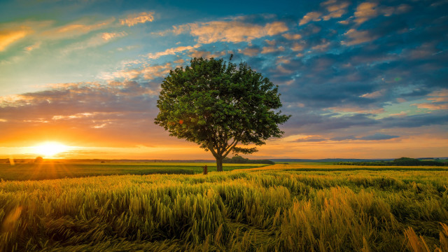 Tree field sunset clouds horizon free wallpaper for desktop - medium preview image